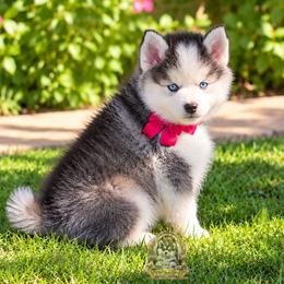 Pomskies from My Pomsky Palace