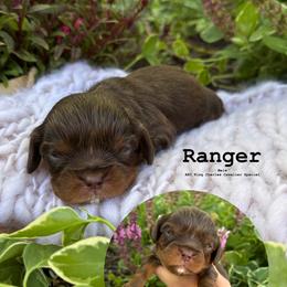 Bernedoodle, Cavalier King Charles Spaniel, Cavapoo, Goldendoodle, and Poodle Puppies from Gypsi Doodles & Poodles LLC.