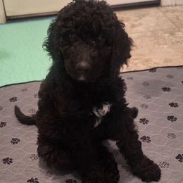 Phantom girl 3 - Phantom female Bernedoodle puppy in Queen Creek, Arizona from Jersey Girl's Doodles