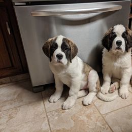 Saint Bernard Puppies from Cornerstone Saint Bernard's