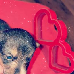 American Corgi Puppies from Highland corgis