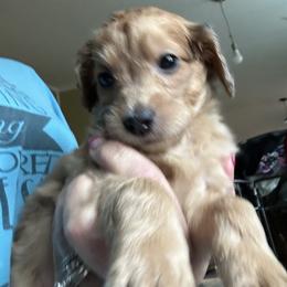 Nick - Sable male Goldendoodle puppy in Waynesboro, Virginia from Forest Creek Kennel