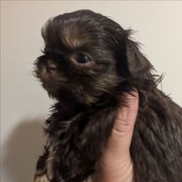 Chocolate Dobie Girl - Chocolate and tan female Shih Tzu puppy in Surry, Maine from McKayla Hairston
