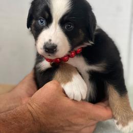Peaches - Blue merle female Aussiedoodle puppy in Omro, Wisconsin from Crystal Ridge Doodles