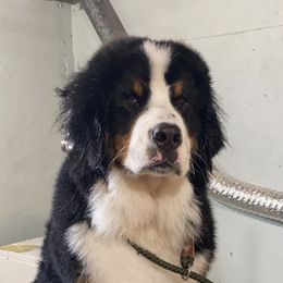 Aykan - Bernese Mountain Dog
