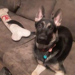 German Shepherd Puppies from Sandy’s Shepherds