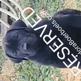 AdoraBoerboels Diesel - Black Boerboel puppy in Machesney Park, Illinois from Adoraboerboels