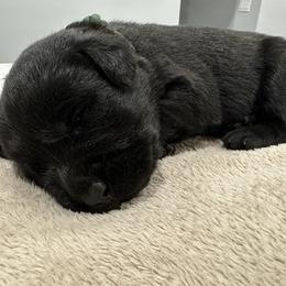 Labrador Retriever Puppies from Tag Hollow