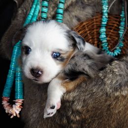 Miniature Australian Shepherd Puppies from Mini Aussie Tails
