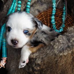 Miniature Australian Shepherd Puppies from Mini Aussie Tails