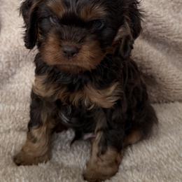 Cedar - Chocolate male Cavapoo puppy in Beckley, West Virginia from By Design Doodles