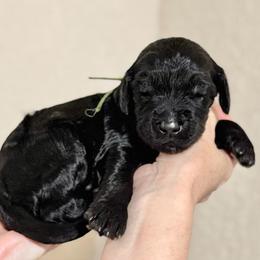 Fudge- Green Collar - Black male Goldendoodle puppy in Bay City, Texas from Charming Doods Goldendoodles