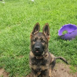 German Shepherd Puppies from Von Thomson Haus