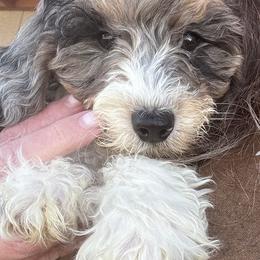 Romeo - Merle male Cavapoo puppy in Austin, Texas from Doodles of Central Texas