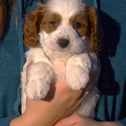 Boy 2 - Blenheim male Cavapoo puppy in Fort Worth, Texas from Creekwood Miniature Cavapoos