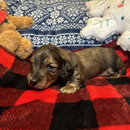 Dachshund Puppies from Dashing Doxie’s