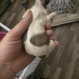 Boy 1 - Cream and white male Shih Tzu puppy in Alexander, Arkansas from TnT Shih Tzu