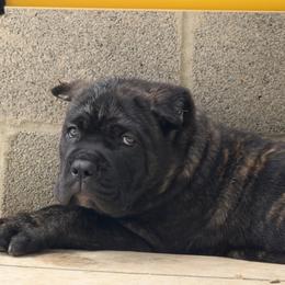 Cane Corso Puppies from CANE CORSO DI DROGHEDA