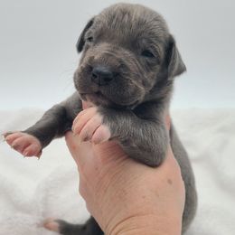 Jax - Blue male Great Dane puppy in Kannapolis, North Carolina from Carolina Great Danes & Toy Poodles