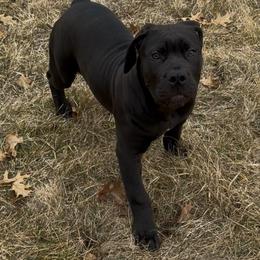 Light pink collar female - Black female Boerboel puppy in Rockford, Illinois from Adoraboerboels