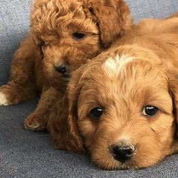 Goldendoodles from Bighorn Doodles
