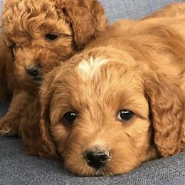 Goldendoodles from Bighorn Doodles