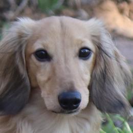 Champ - Dachshund