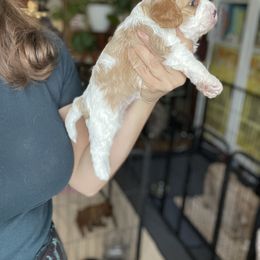 Cavalier King Charles Spaniel and Cavapoo Puppies from Larisa's Cavaliers