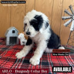 Goldendoodle, Poodle, and Sheepadoodle Puppies from Heavenly Hilltop Farm