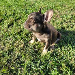 "Lexi" - Tricolors French Bulldog puppy in Rialto, California from RPA