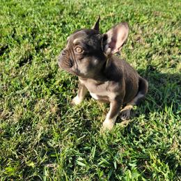 "Lexi" - Tricolors French Bulldog puppy in Rialto, California from RPA