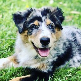 Rosie - Australian Shepherd