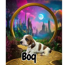 Boq - Mahogany and white male Basset Hound puppy in Dingess, West Virginia from Tuckers' Howling Hounds