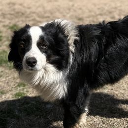 Rip - Australian Shepherd