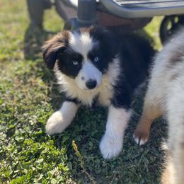 Boy 3 - Black tri Miniature Australian Shepherd puppy in Sonora, California from Quarle Ranch Mini Aussies