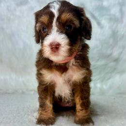 Maple - Tri-color female Australian Labradoodle puppy in Helena, Montana from Labradoodles of Montana