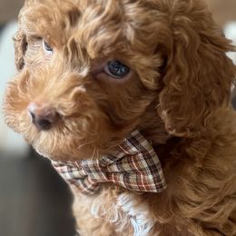 AKC RUSTY - Red  male Poodle puppy in Ocala, Florida from Fancy Florida Puppies