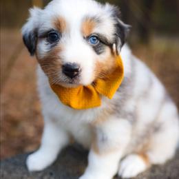 Holly - Blue merle female Australian Shepherd puppy in Georgetown, Texas from River Reign Australian Shepherds