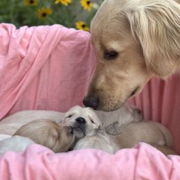 Golden Retriever Puppies from Golden Legacy Retriever Project
