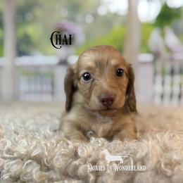 Chai - Cream male Dachshund puppy in Rainier, Oregon from Doxies in Wonderland