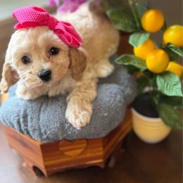 Lemon - female Cavapoochon puppy in Waldron, Arkansas from Kay’s Cutie Poos