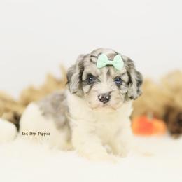 Mint Collar Girl - Merle female Cavapoo puppy in Republic, Missouri from Red Skye Puppies