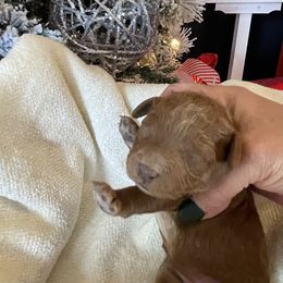 Ruthie - Red  female Goldendoodle puppy in Hackleburg, Alabama from The Doodle Patch