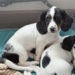 Miller - Dapple male Dachshund puppy in Madison, Wisconsin from SK Miniature   Dachshunds