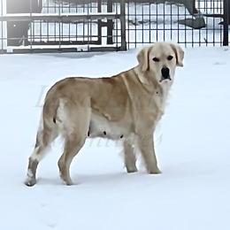 Coca - Golden Retriever