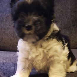 Maverick - Parti male Yorkshire Terrier puppy in Mattoon, Illinois from Strohlz Yorkies