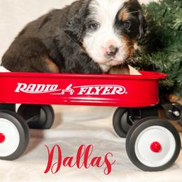 Dallas (Purple) - Black rust and white female Bernese Mountain Dog puppy in Boiling Springs, South Carolina from OlliePups, LLC
