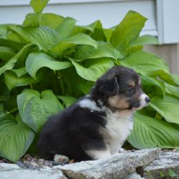 Pembroke Welsh Corgi Puppies from C&G Corgis