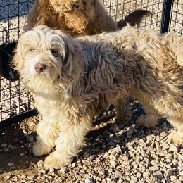 Goose - Aussiedoodle