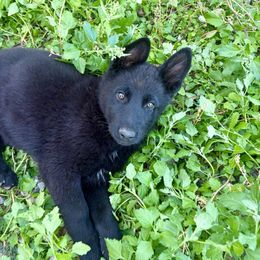 Yellow - Black male German Shepherd puppy in Luna, New Mexico from Von De León German Shepherds